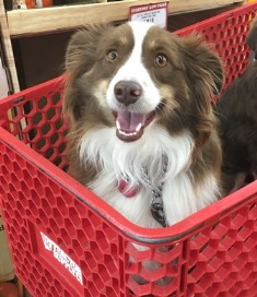 bear in cart